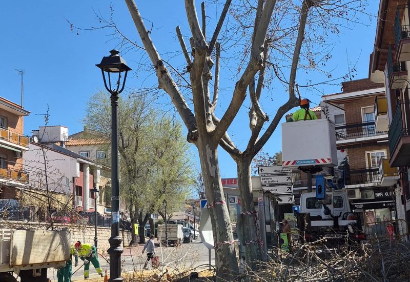 Arganda culmina una campaña de poda histórica con 350 ejemplares, un 50% más que el año pasado
